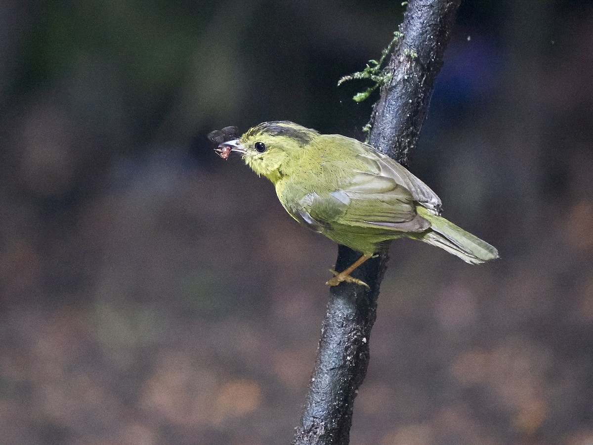 Chocówaldsänger - ML650041322