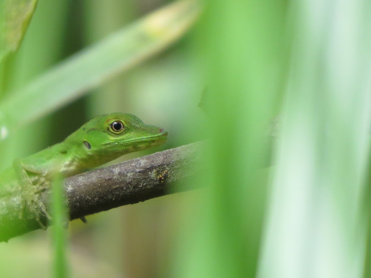 Animales - ML650041325