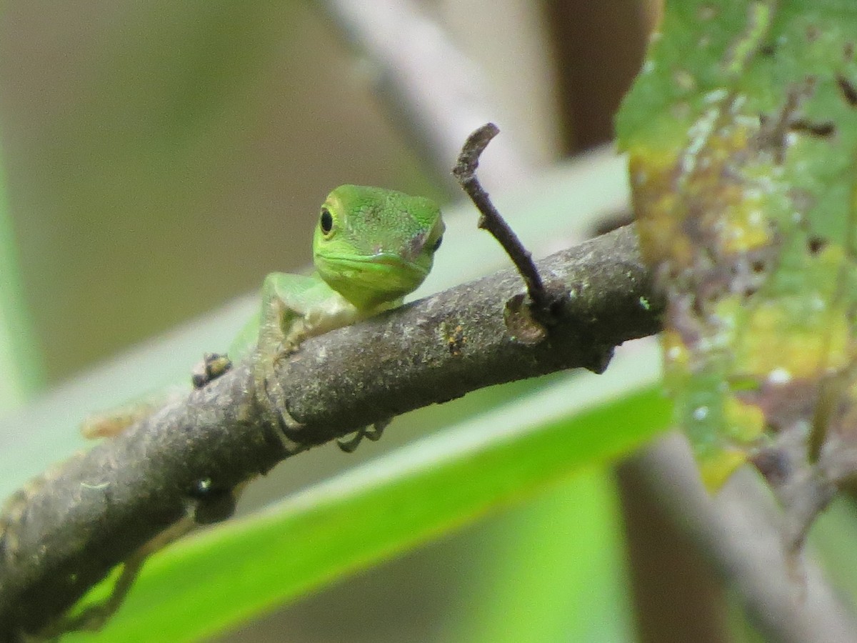 Animales - ML650041326