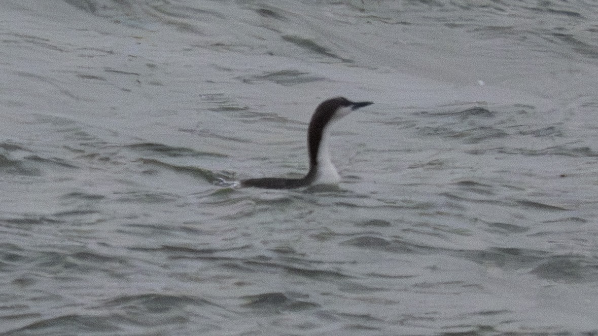 オオハム - ML650041339