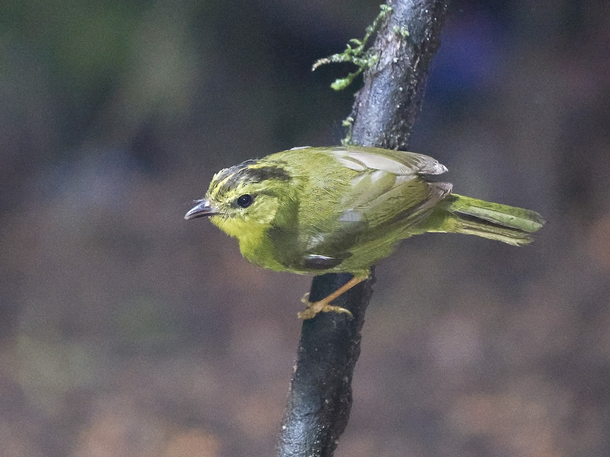 Chocówaldsänger - ML650041386