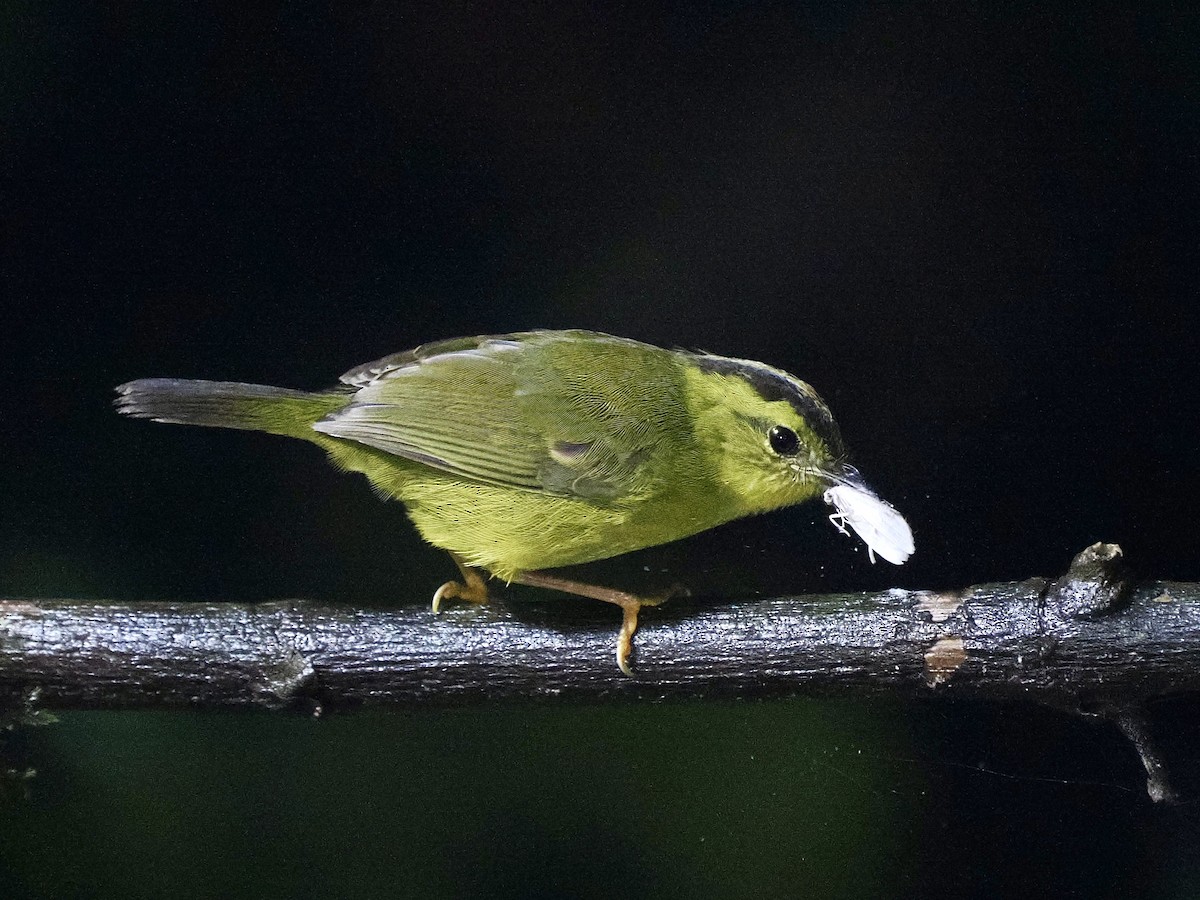 Chocówaldsänger - ML650041480