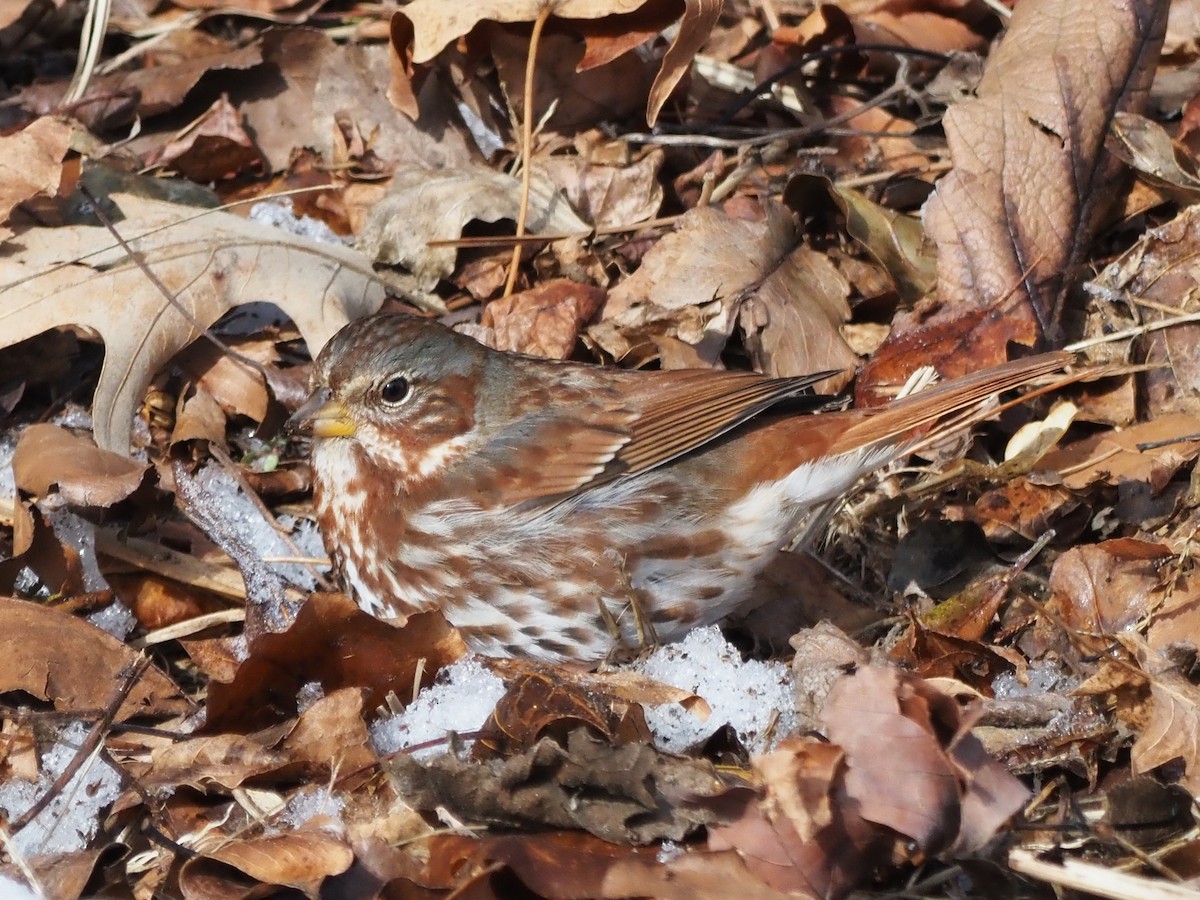 Fox Sparrow - ML650041793