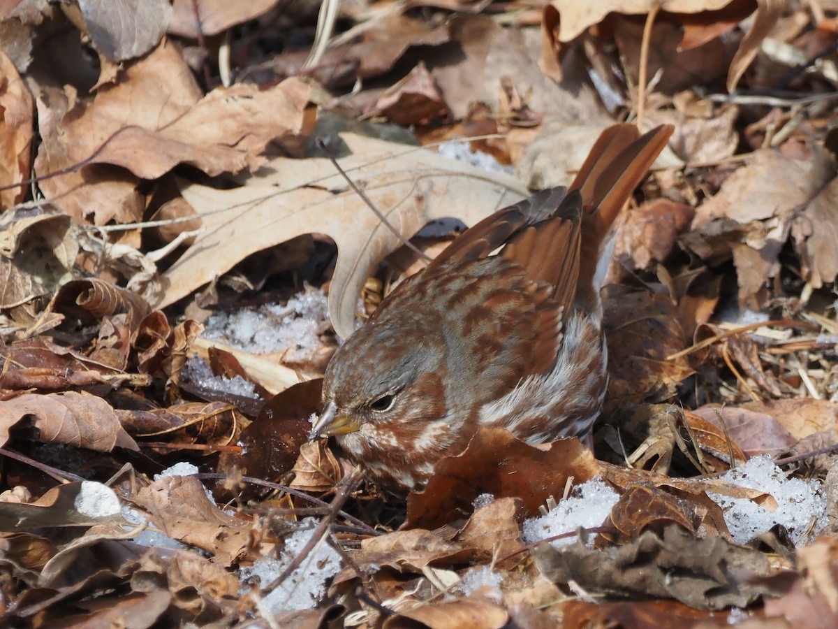 Fox Sparrow - ML650041794