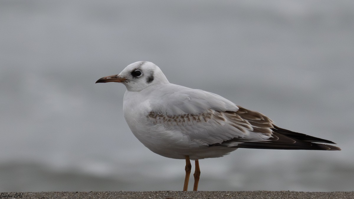 ユリカモメ - ML650042021