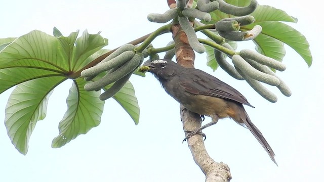 Saltator du Mexique - ML650042280