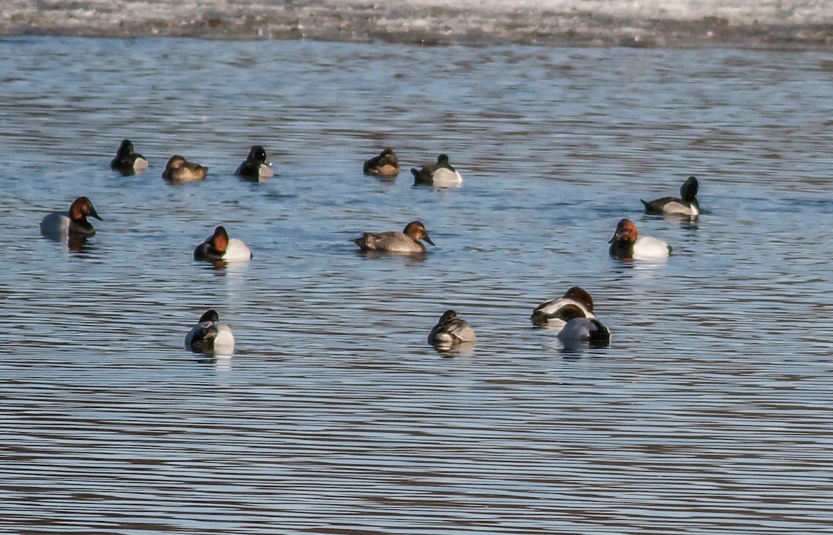 Canvasback - ML65004261