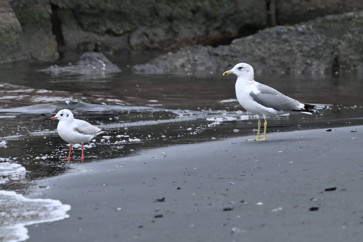 Мартин сивий - ML650042739