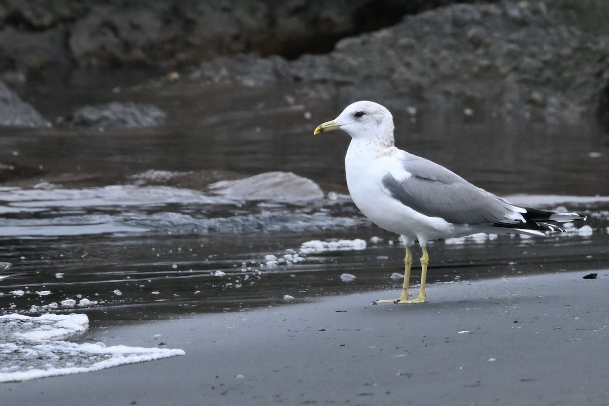 Мартин сивий - ML650042740