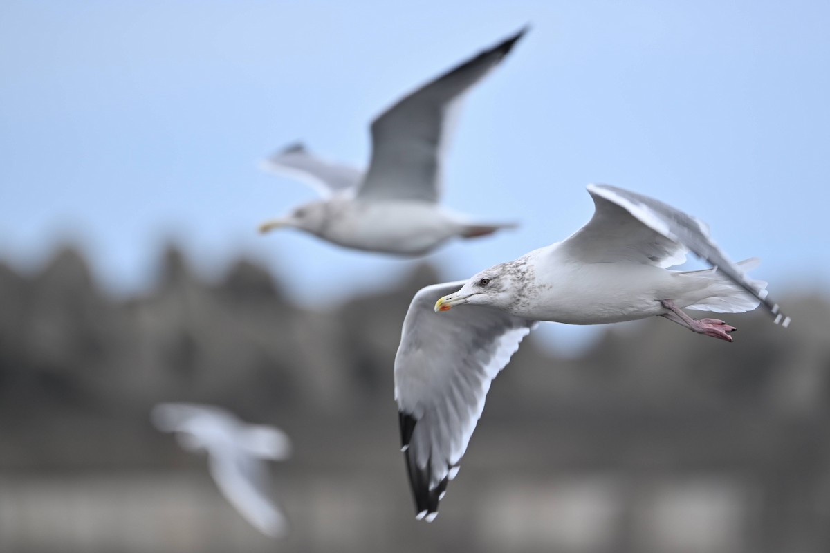 Мартин азійський - ML650042752