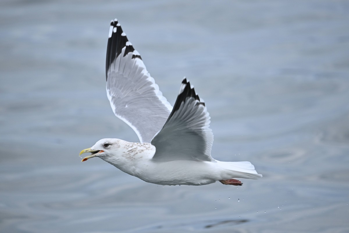 Мартин азійський - ML650042754