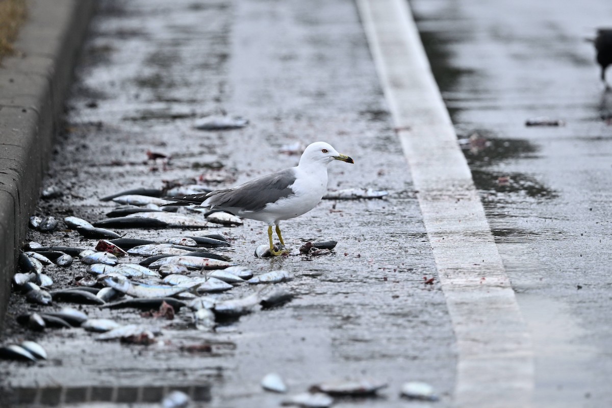 Мартин чорнохвостий - ML650042766