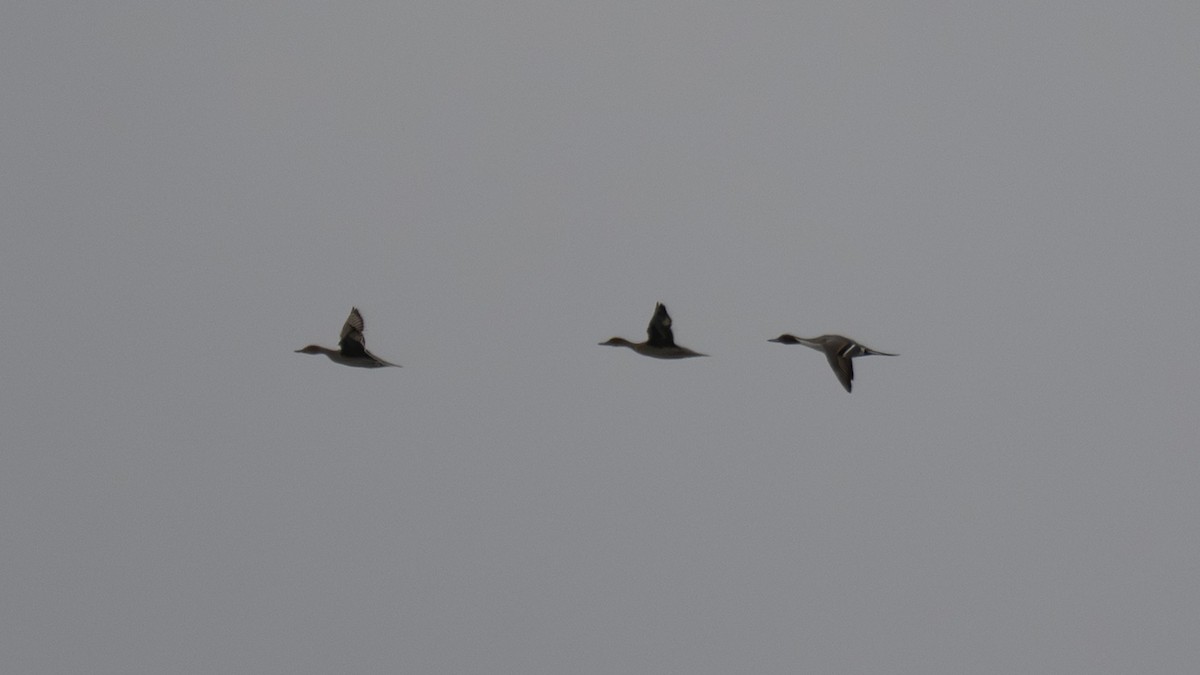 オナガガモ - ML650042811