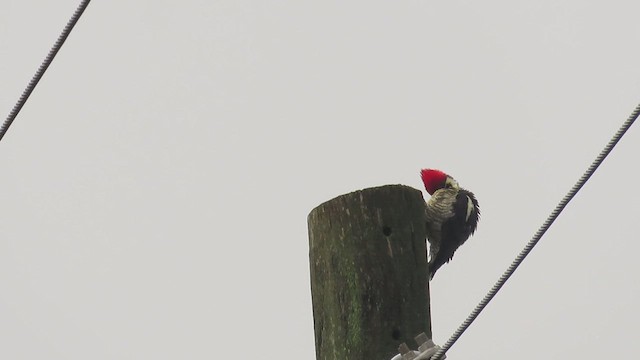 Lineated Woodpecker - ML650042942