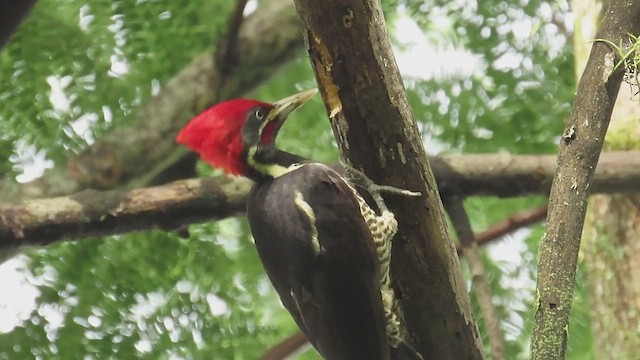 Lineated Woodpecker - ML650043250