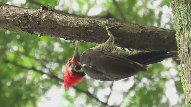 Lineated Woodpecker - ML650043251