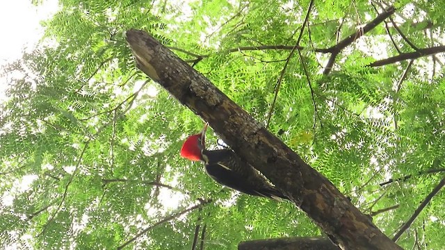 Lineated Woodpecker - ML650043253