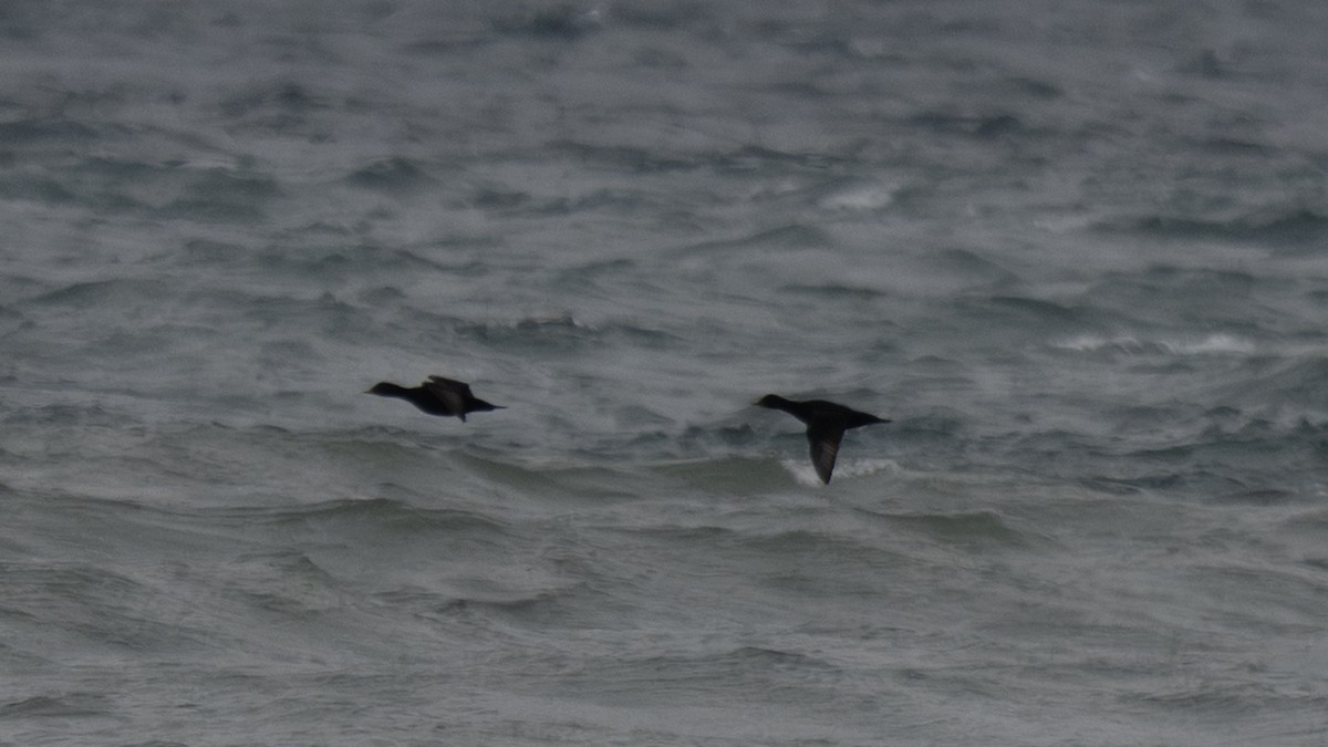 ヨーロッパクロガモ - ML650043454