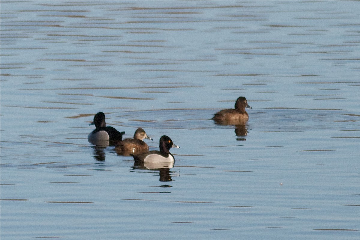 Lesser Scaup - ML65004361