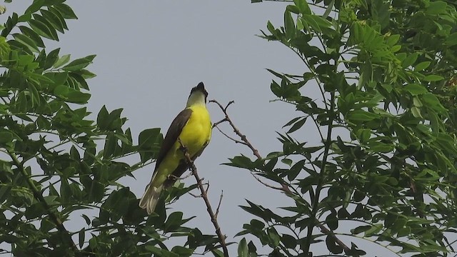 Boat-billed Flycatcher - ML650043734