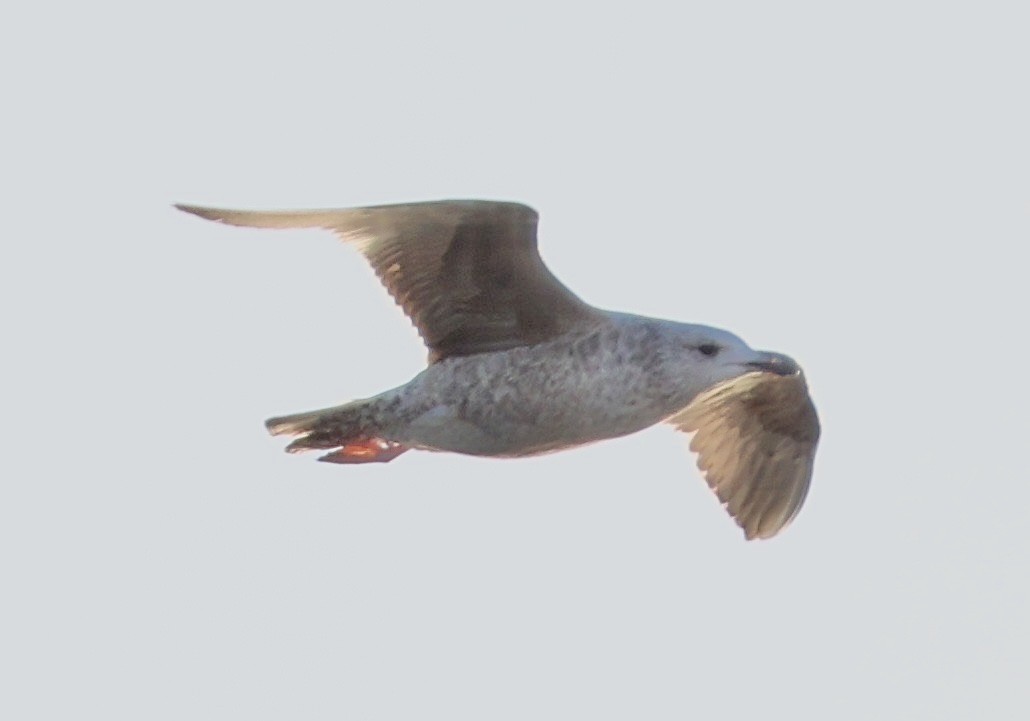 Kanadamöwe - ML650043774