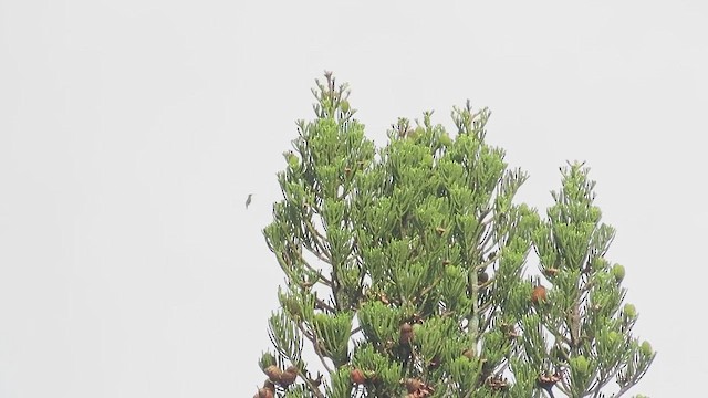 Green-breasted Mango - ML650043826