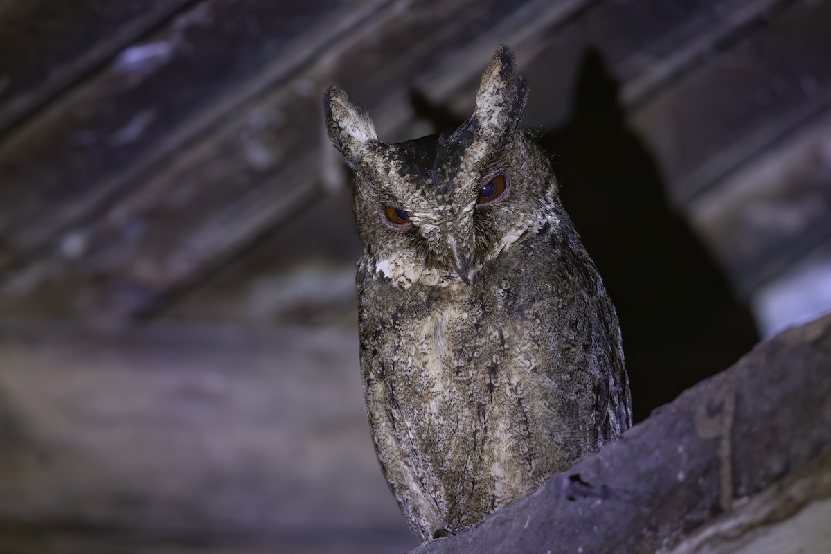 Autillo Orejudo de Mindanao - ML650044182