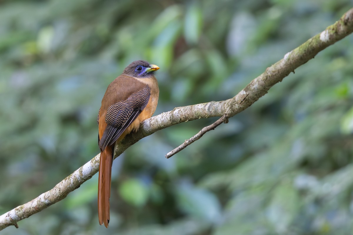 Philippine Trogon - ML650044199