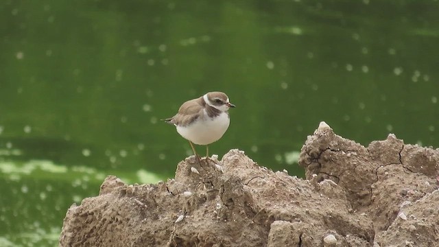 Semipalmated Plover - ML650044283