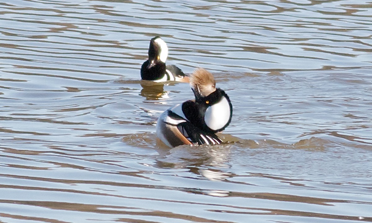 Hooded Merganser - ML65004431