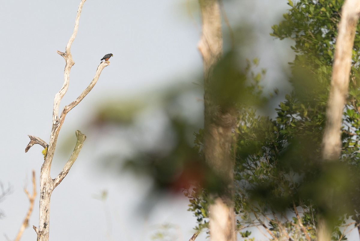 Oriental Hobby - ML650044370