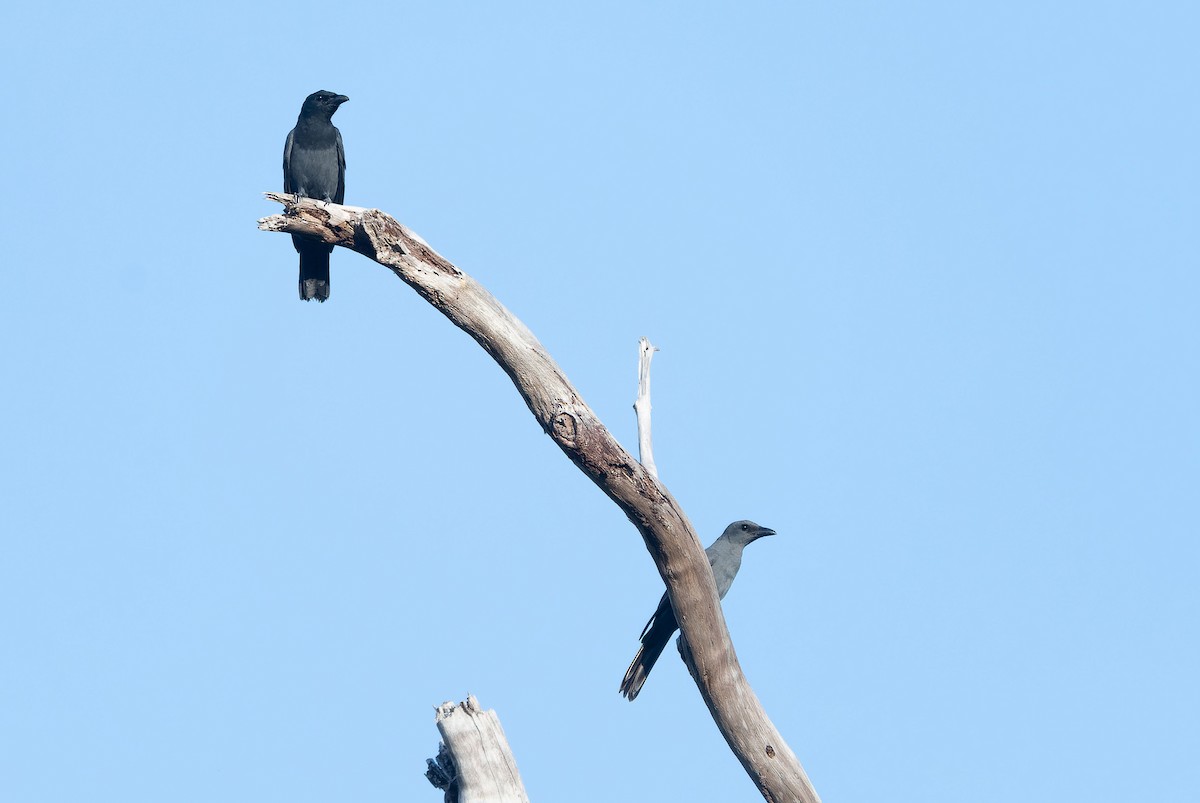 Slaty Cuckooshrike - ML650044385