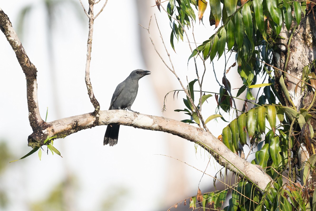 Slaty Cuckooshrike - ML650044386