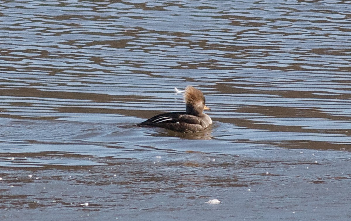 Hooded Merganser - ML65004441