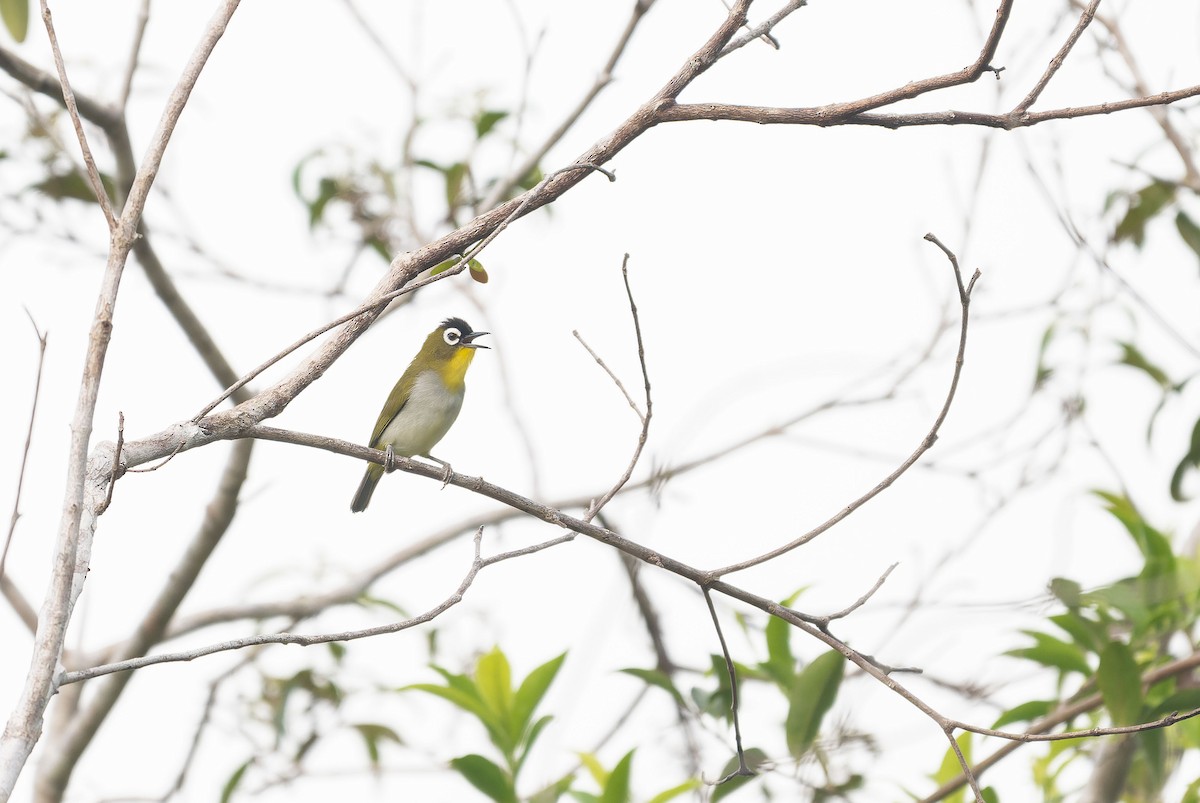 Black-crowned White-eye - ML650044410