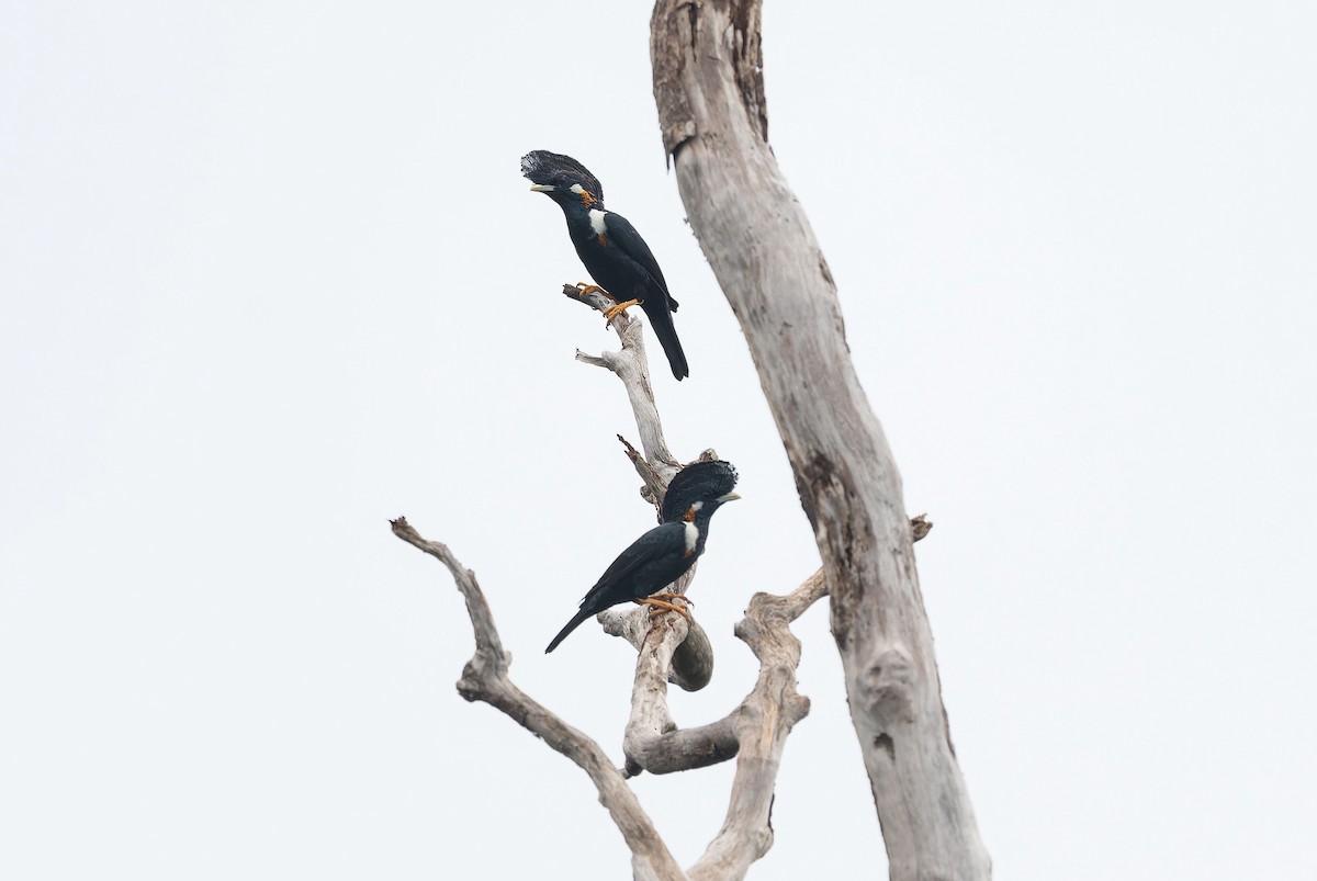 Helmeted Myna - ML650044422