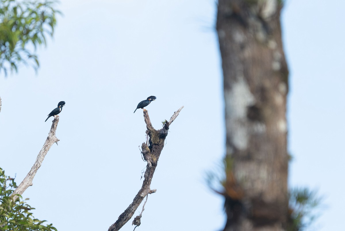 Helmeted Myna - ML650044423