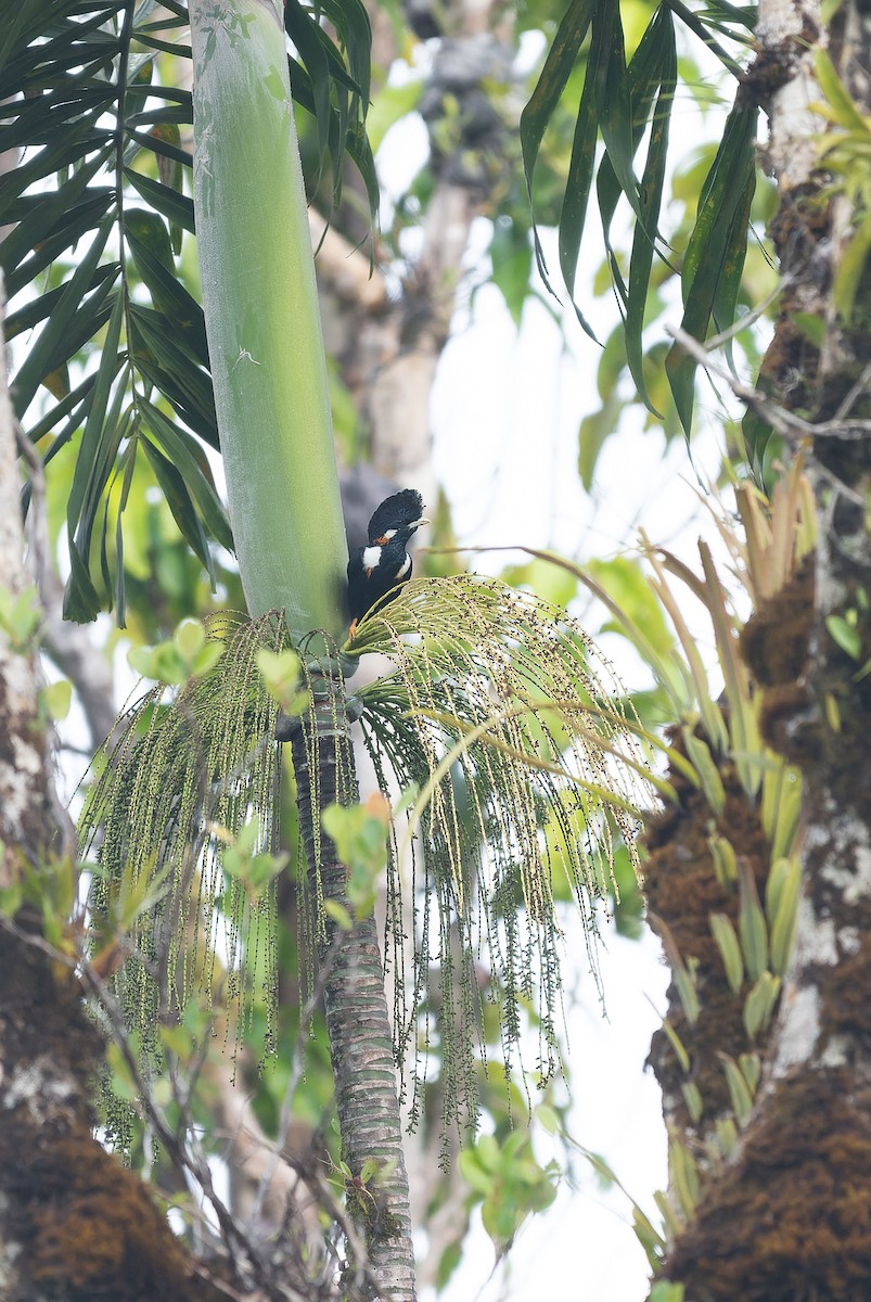 Helmeted Myna - ML650044424