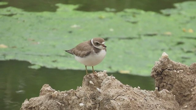 Semipalmated Plover - ML650044436