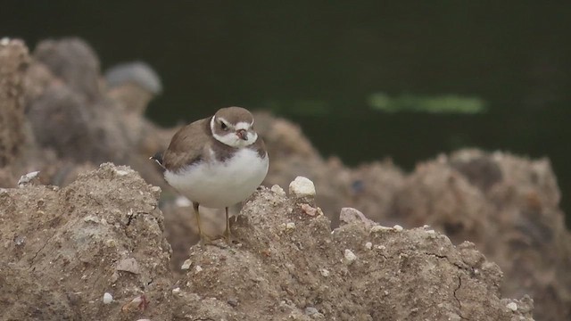 Semipalmated Plover - ML650044570