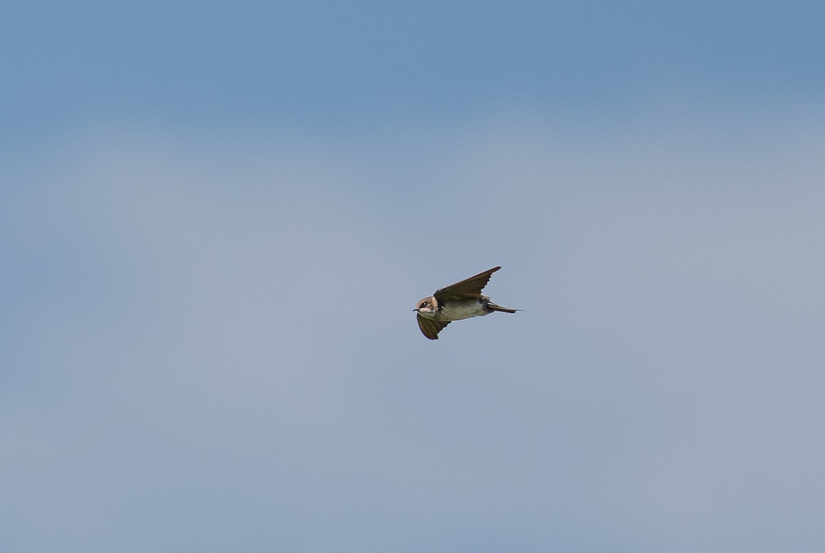 Bank Swallow - ML650044610