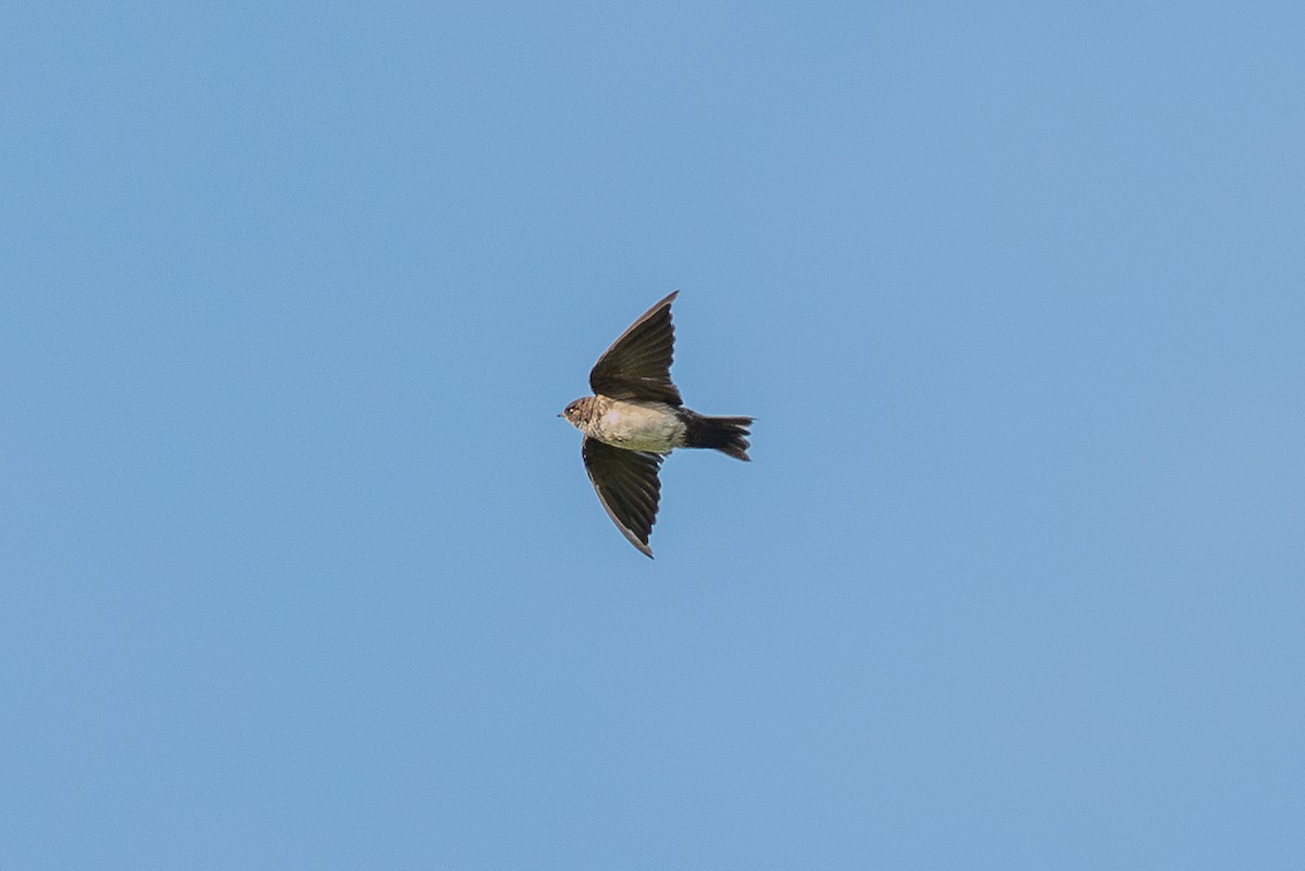 Bank Swallow - ML650044611