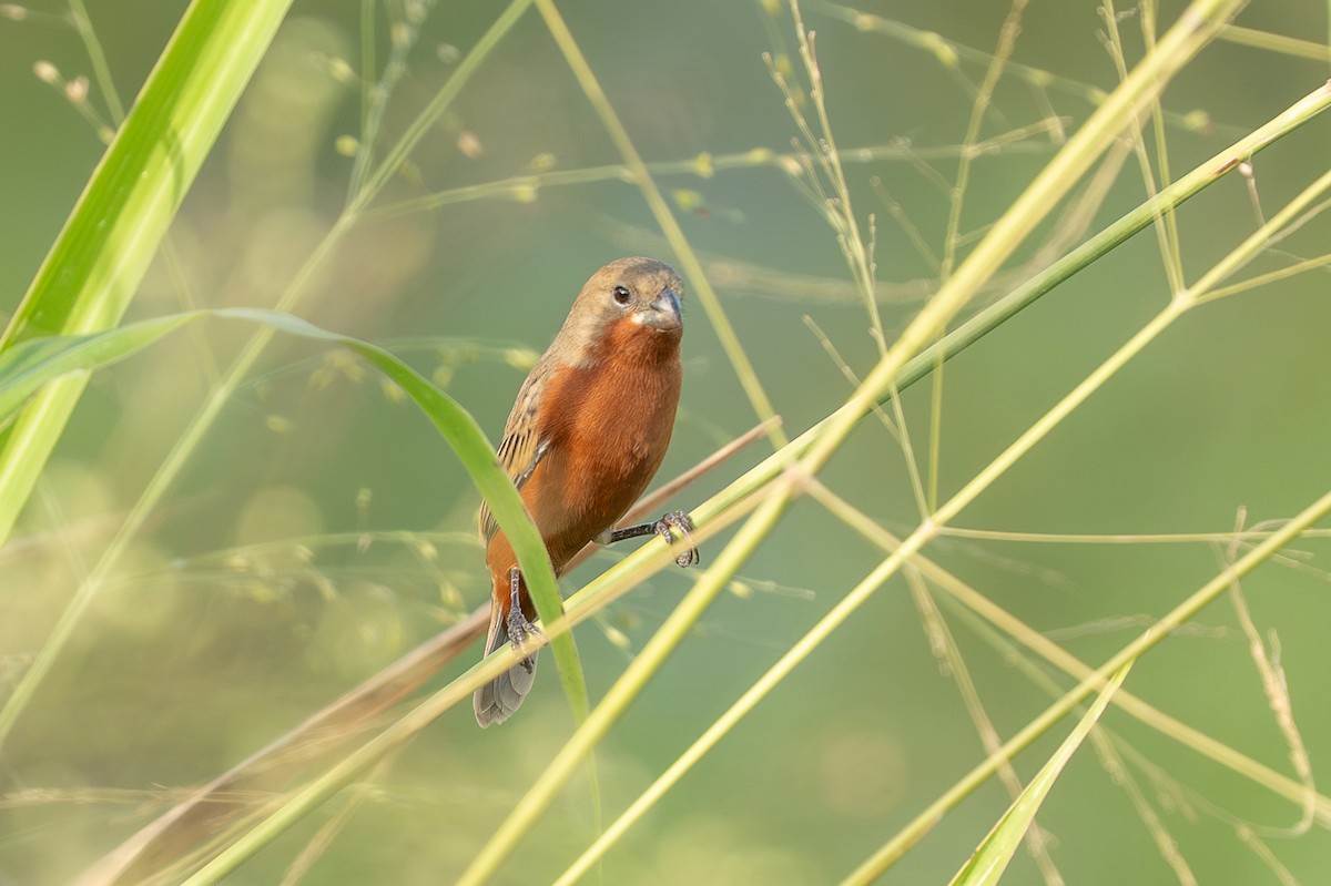 Ruddy-breasted Seedeater - ML650044635