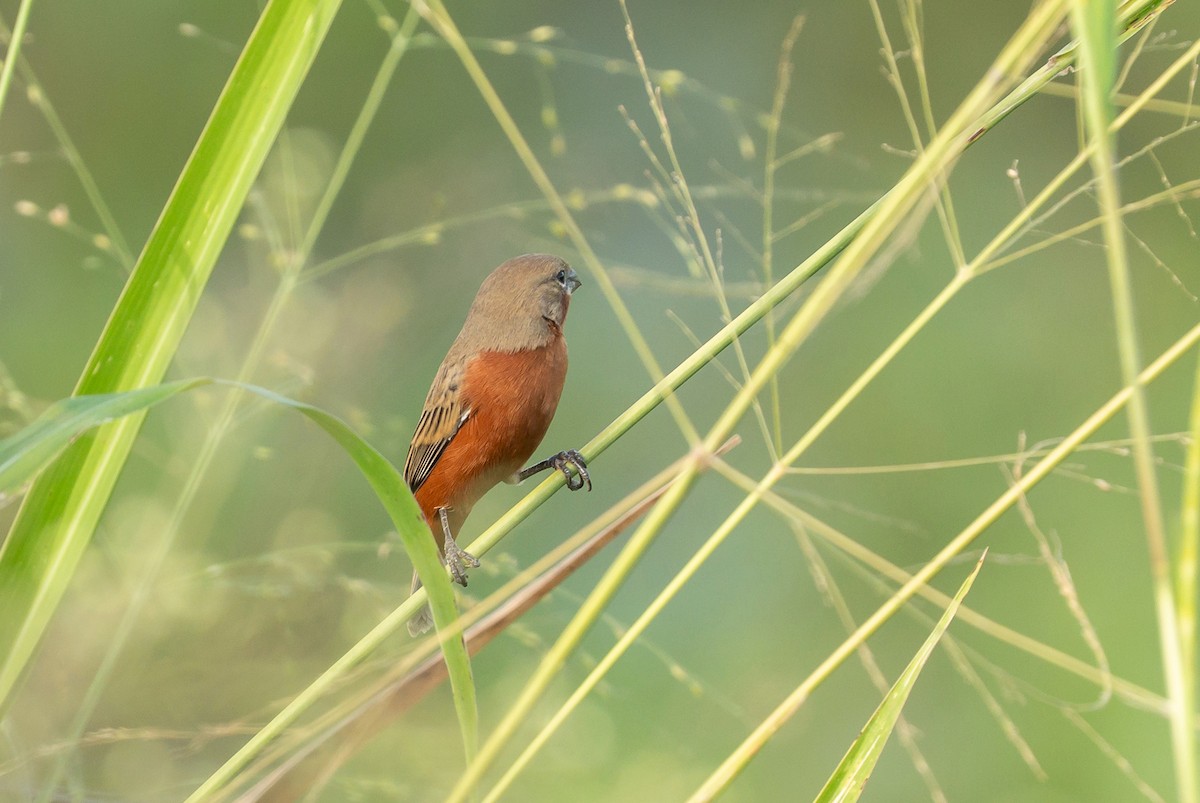 Ruddy-breasted Seedeater - ML650044636