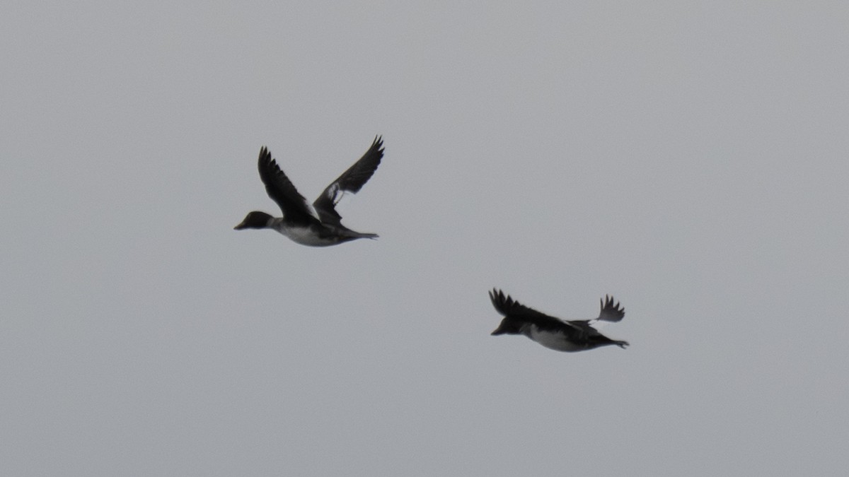 ホオジロガモ - ML650044665