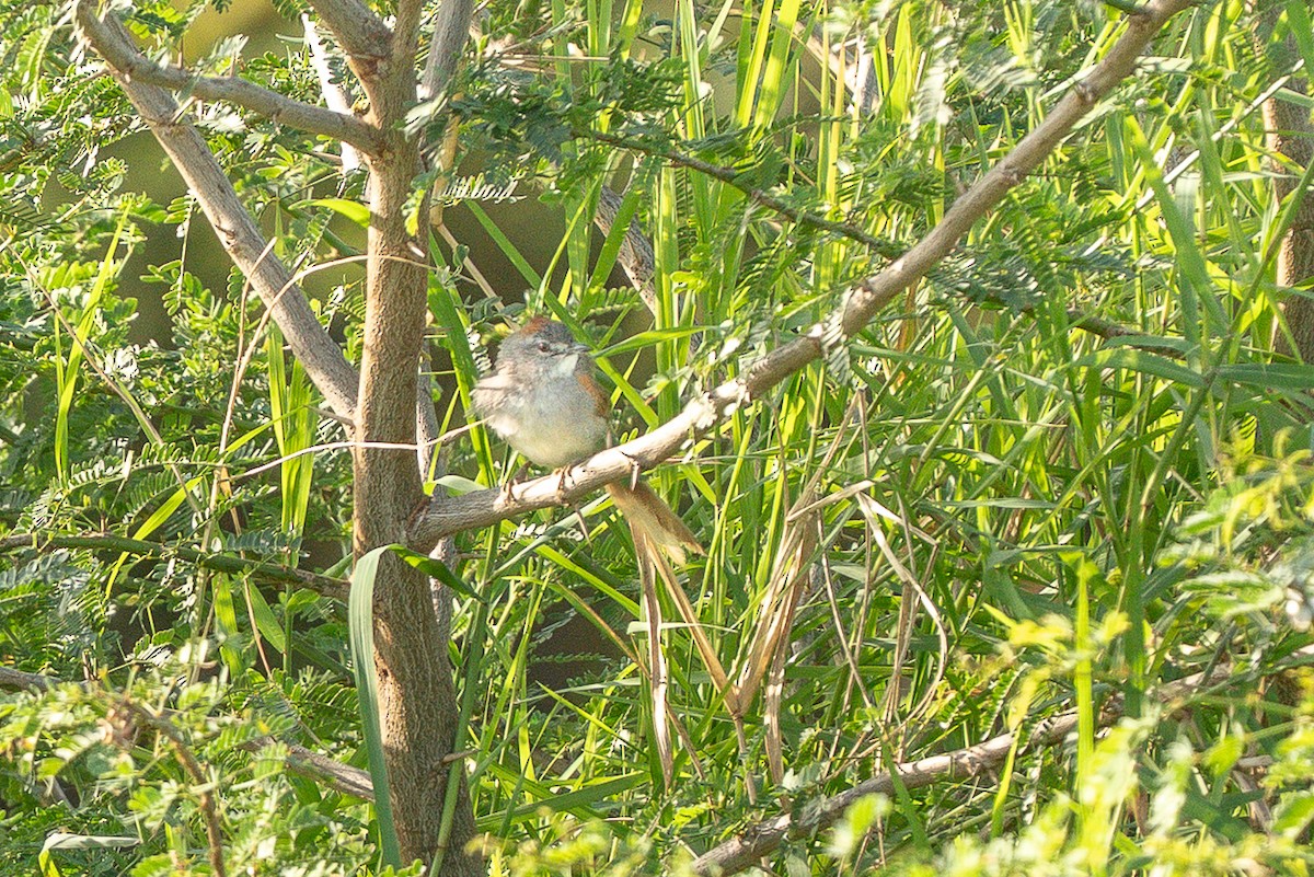 Pale-breasted Spinetail - ML650044671