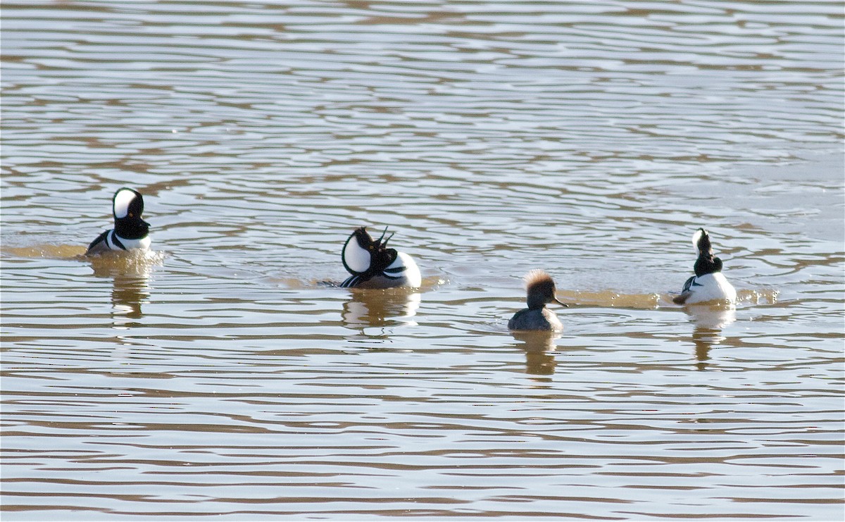 Hooded Merganser - Nick Pulcinella