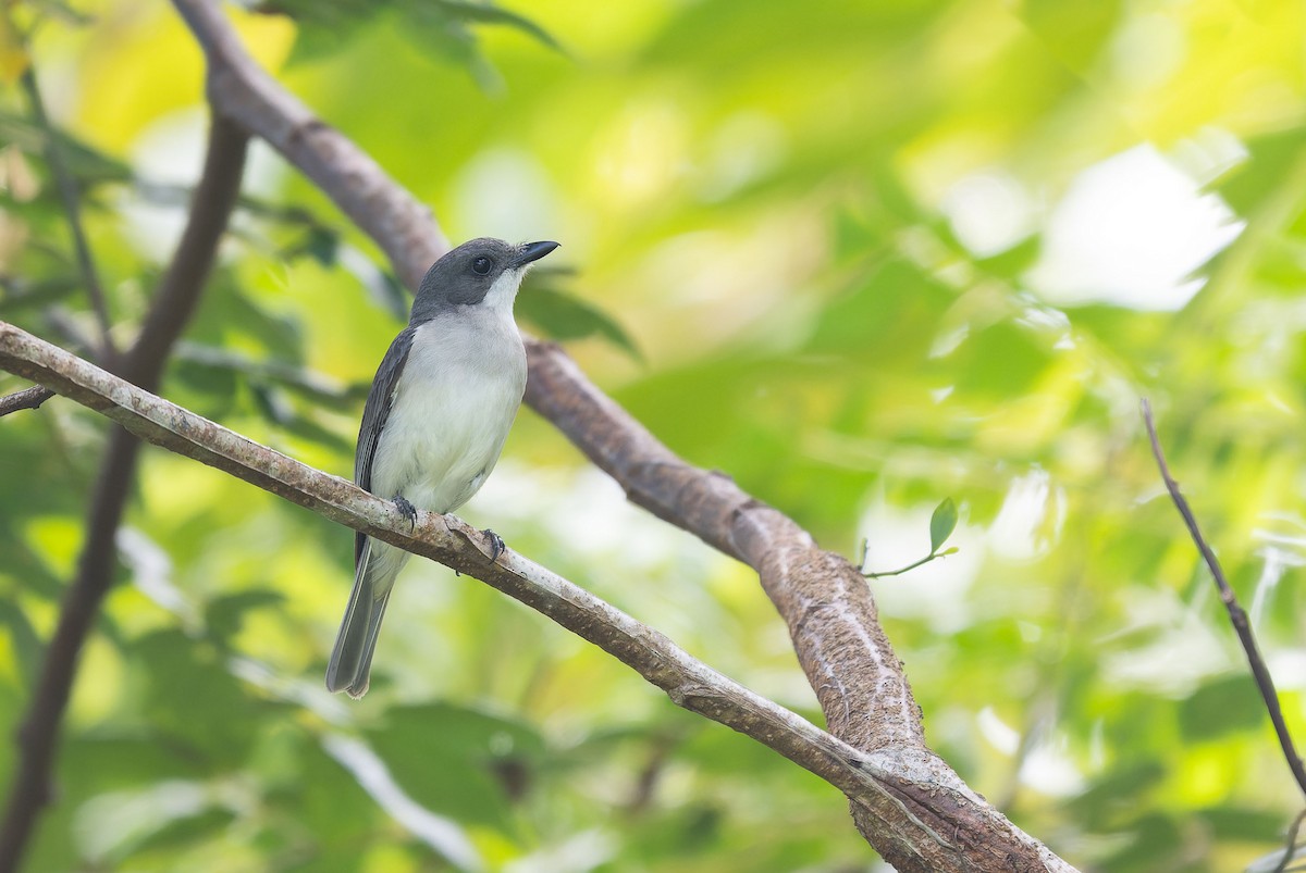 Drab Whistler - ML650044737