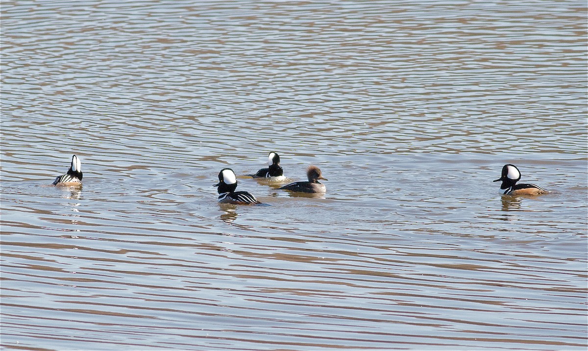 Hooded Merganser - ML65004481