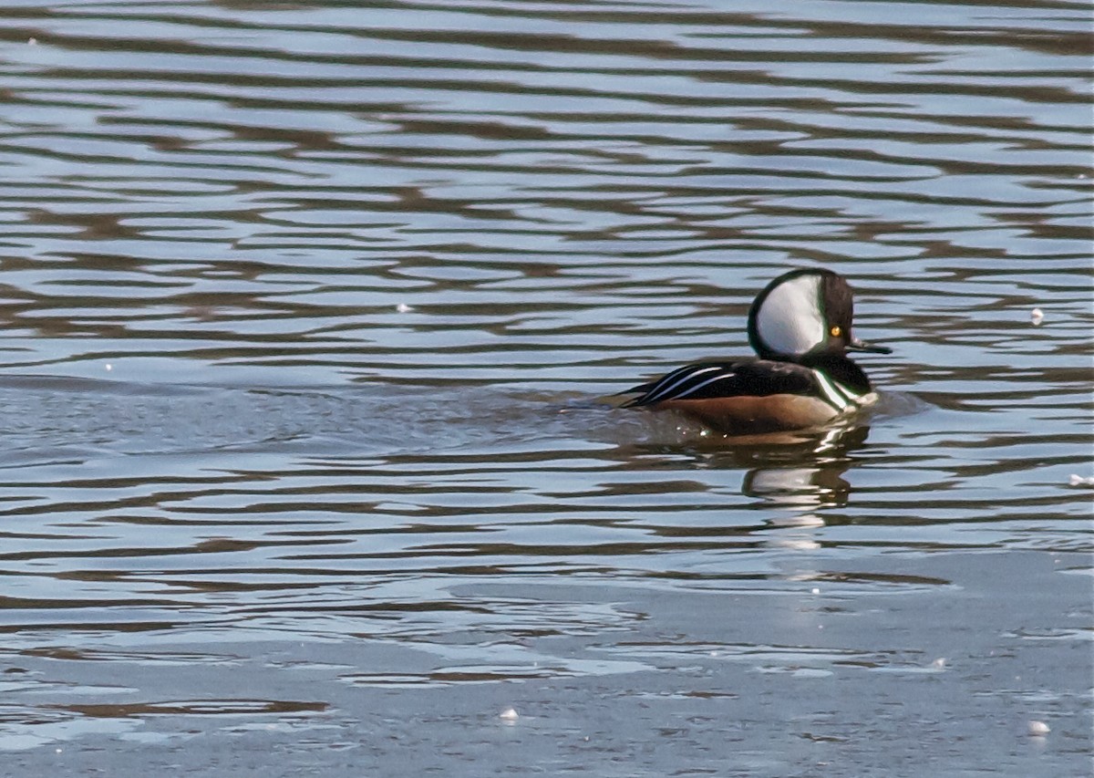 Hooded Merganser - ML65004491